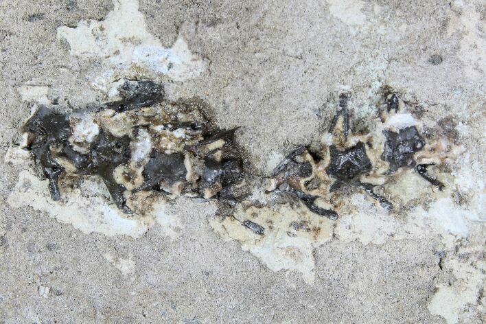 Articulated Permian Reptile Vertebra In Rock - Oklahoma #77993